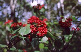 red berries in Berkeley Jackson County Park